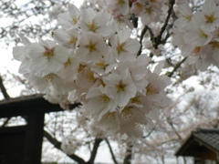 IMGP0276