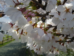 IMGP0241