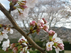 IMGP0287