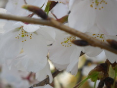 IMGP0240