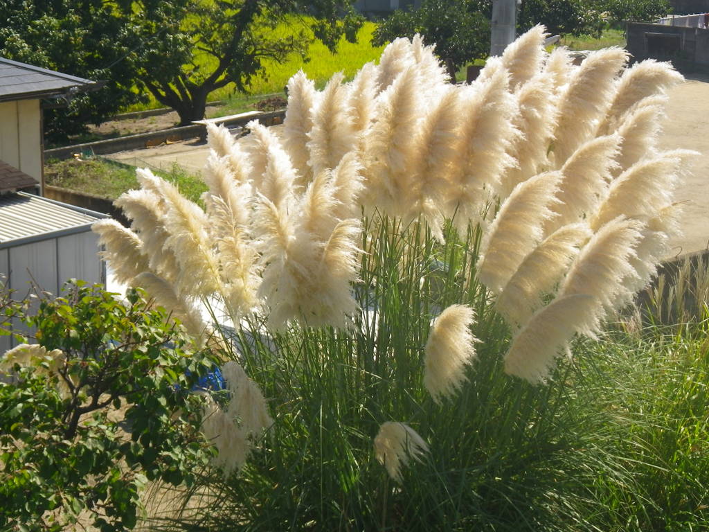 IMGP0021