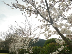 IMGP0290