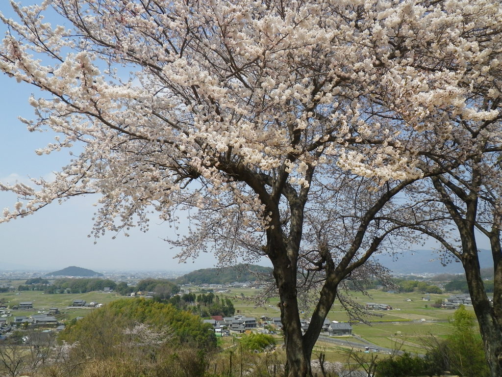 IMGP0250