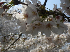 IMGP0234