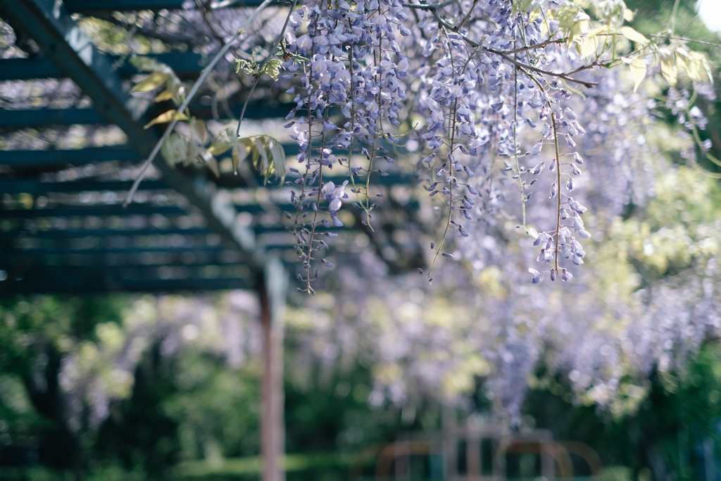 藤の花