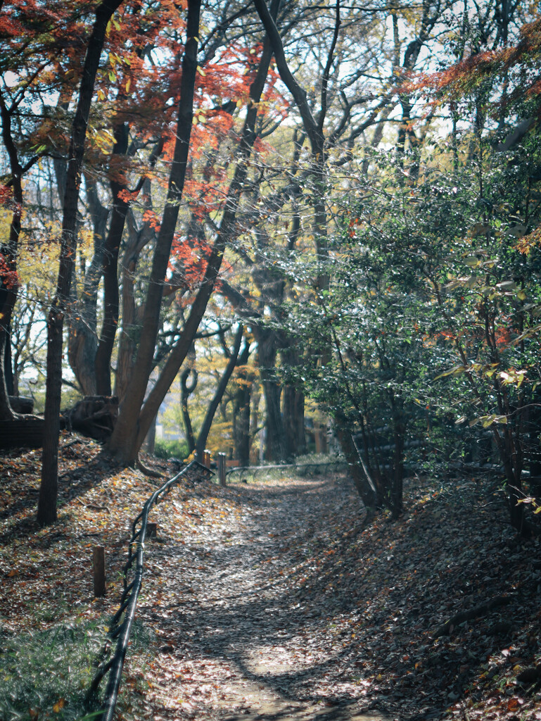 音の鳴る道