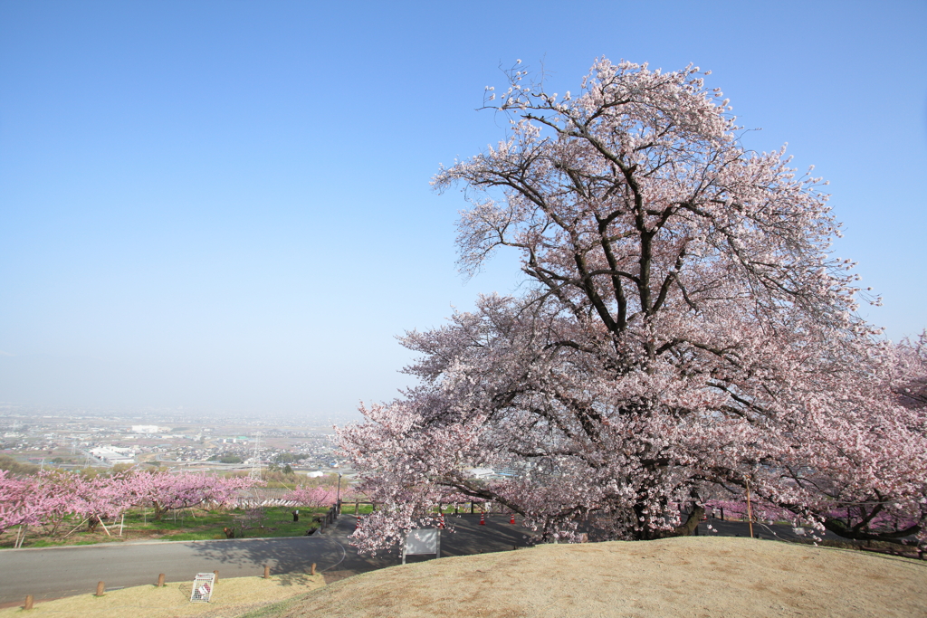 甲州蚕影桜