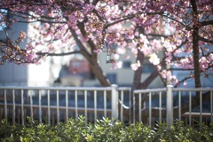 桜の明かり