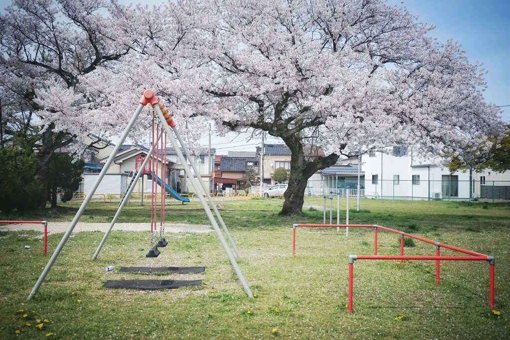 小さな公園の大きな桜の樹