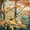 秋もよう