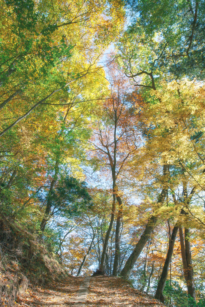 御岳山の紅葉