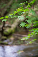 恵庭公園