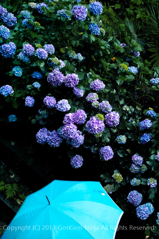 傘と紫陽花と雨 By ごりごり忍者 Id 写真共有サイト Photohito