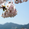 馬見ヶ崎川のさくら
