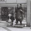 ヒグマの剥製