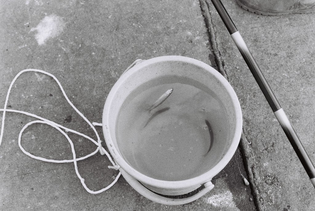 釣られた魚の運命