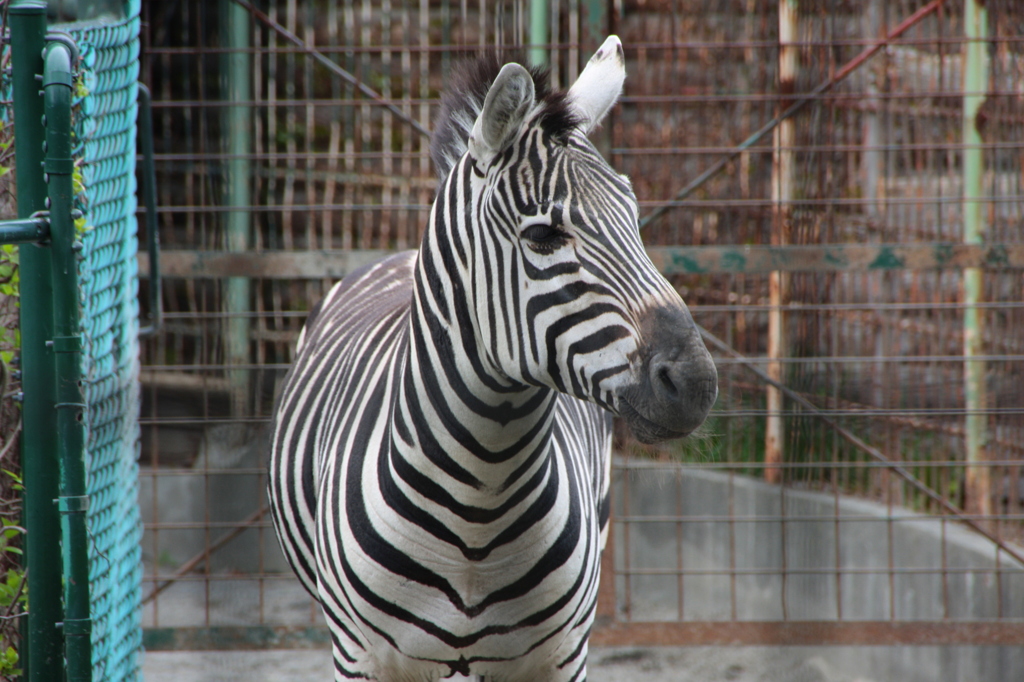 シマウマ