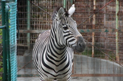 シマウマ