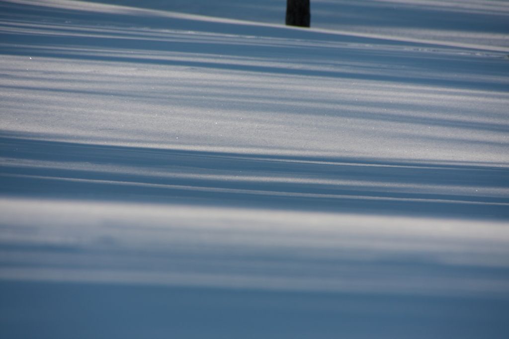 雪面の木々が創る影のコントラスト