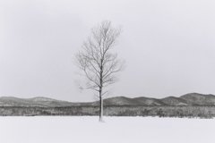 雪原の木＃2