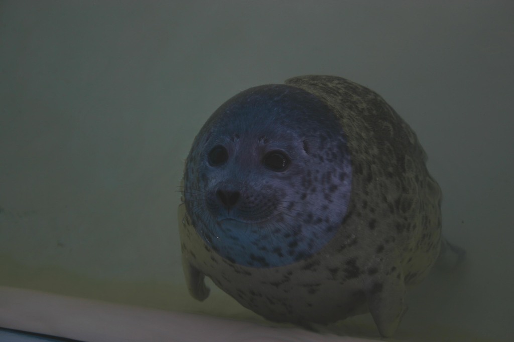 よう君です