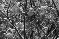 道庁　赤レンガ　前　桜