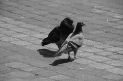 発情鳩