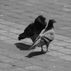 発情鳩