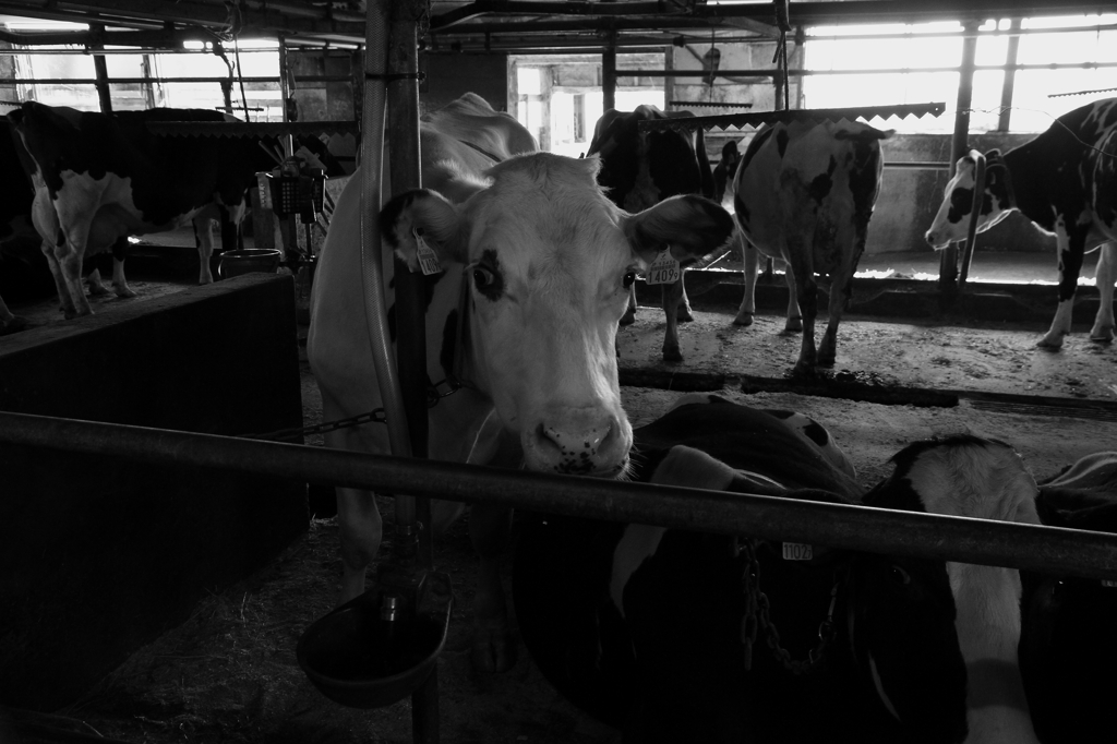 COW