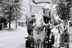 札幌にて観光馬車