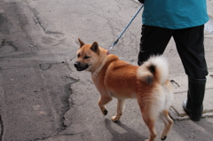 散歩中の犬