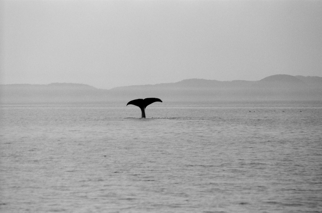 マッコウクジラ