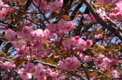 道庁の桜　