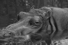 アフリカ最恐の猛獣と言われているらしい。