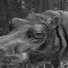 アフリカ最恐の猛獣と言われているらしい。