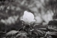 ボタンの花