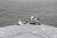 カモメのカップル