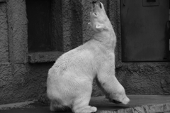 ああもう