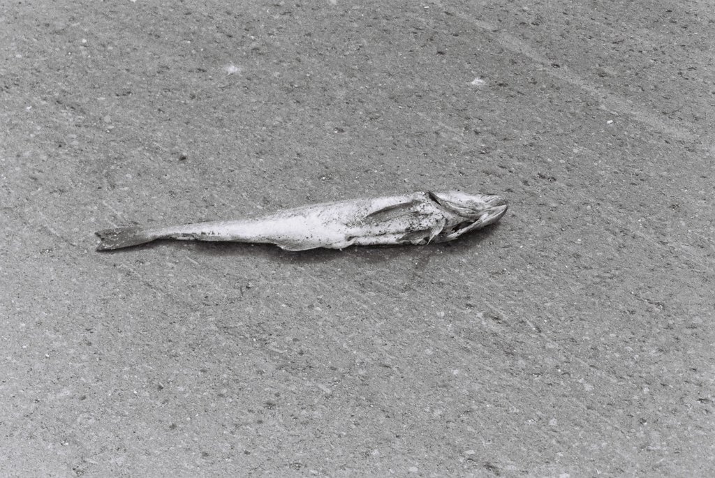 路面に落ちた魚