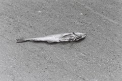 路面に落ちた魚