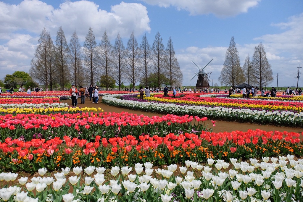 あけぼの山農業公園のチューリップが満開でした！