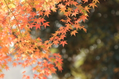 紅葉の季節