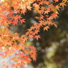 紅葉の季節