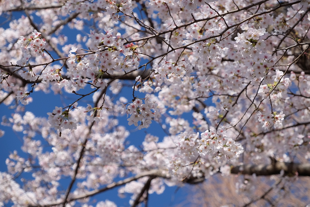 桜満開！