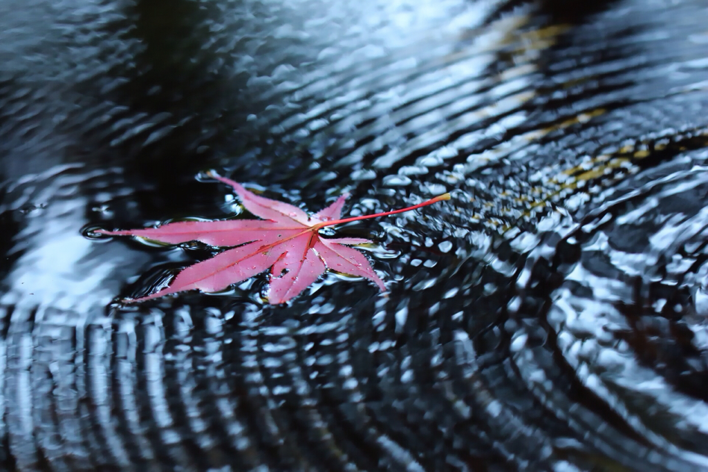 紅葉と波紋