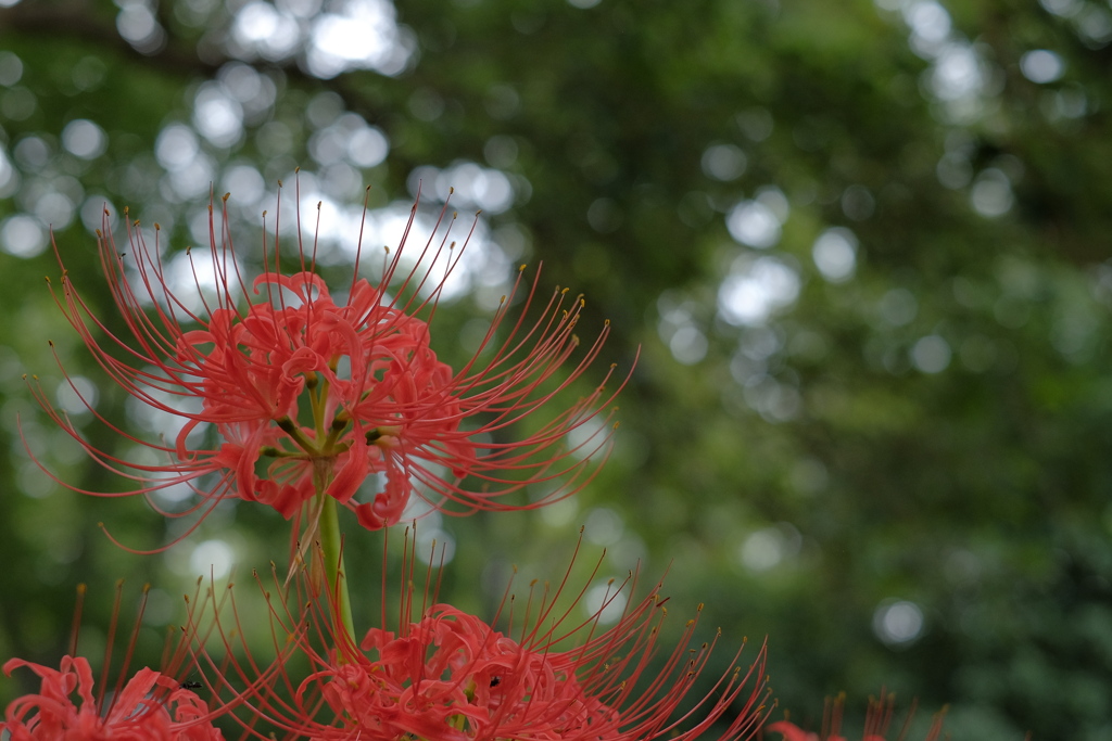 彼岸花の季節