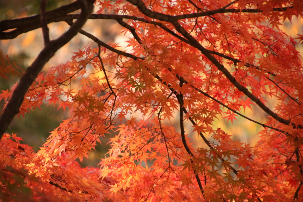 紅葉の季節
