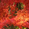 紅葉の季節