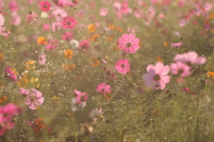 あけぼの山農業公園・秋桜