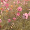 あけぼの山農業公園・秋桜